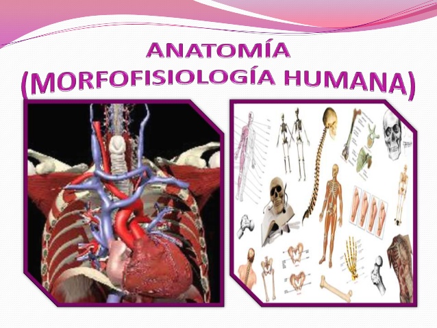 anatomia humana 1